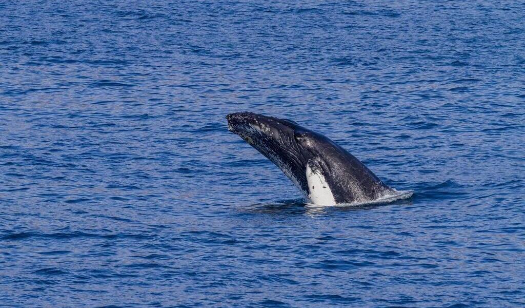 Annulation de la chasse à la baleine en Islande pour l’été 2025