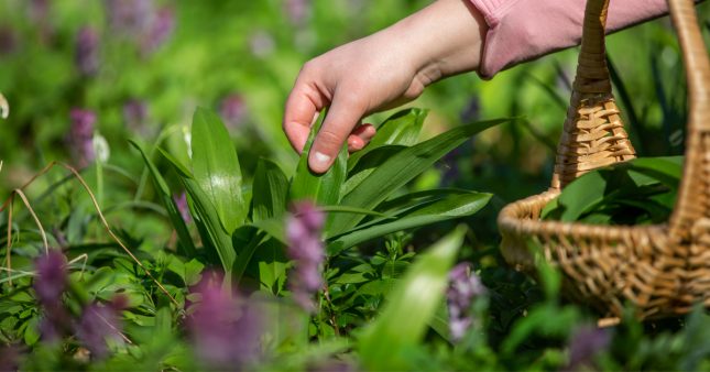Plantes sauvages dangereuses : Comment éviter les intoxications lors de la cueillette