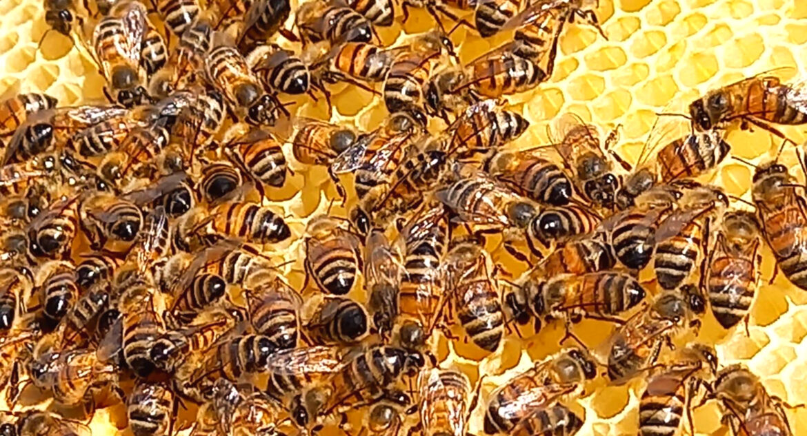 Détection du miel falsifié grâce au test ADN: un espoir pour la filière apicole