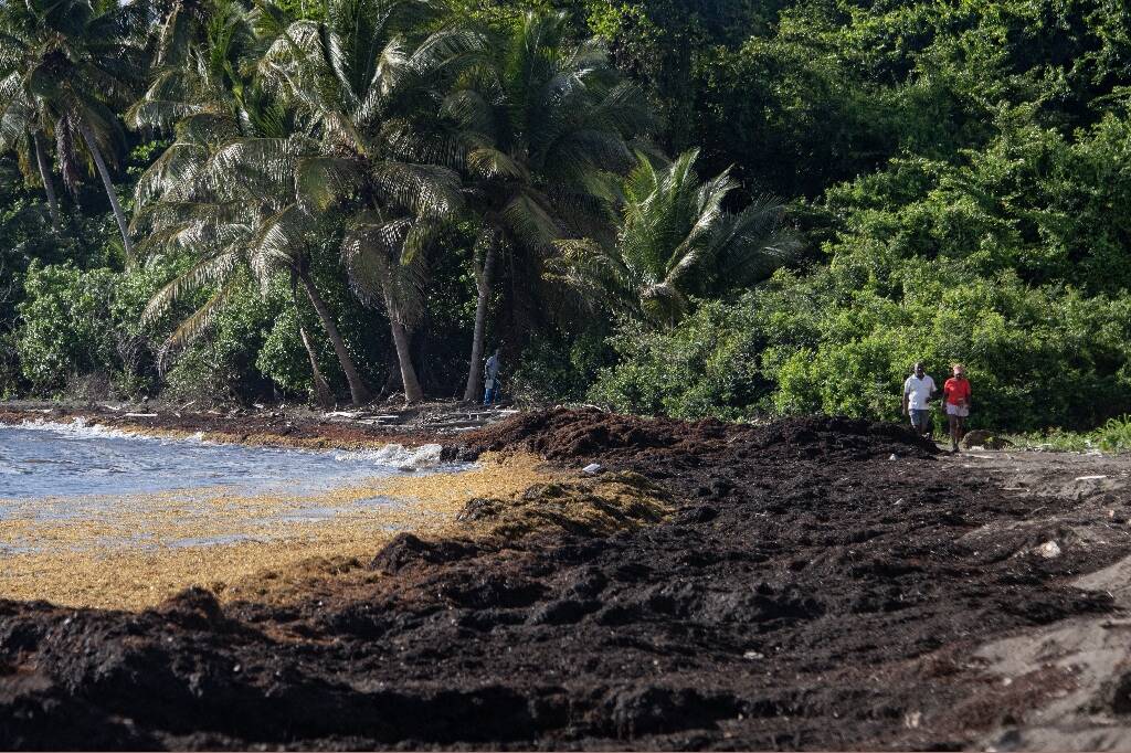 Invasion massive de sargasses en Guadeloupe : des gaz toxiques menacent la santé publique