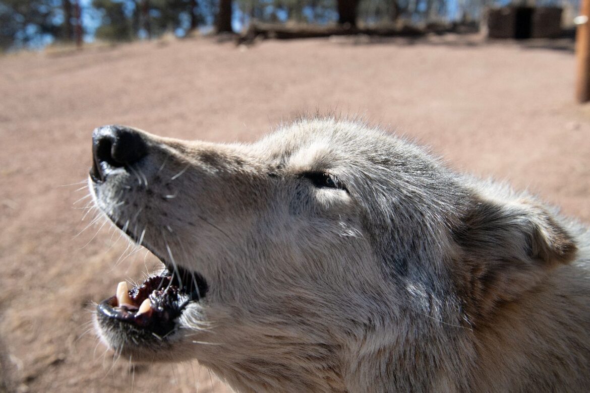 Dégradation du statut de protection du loup en Europe