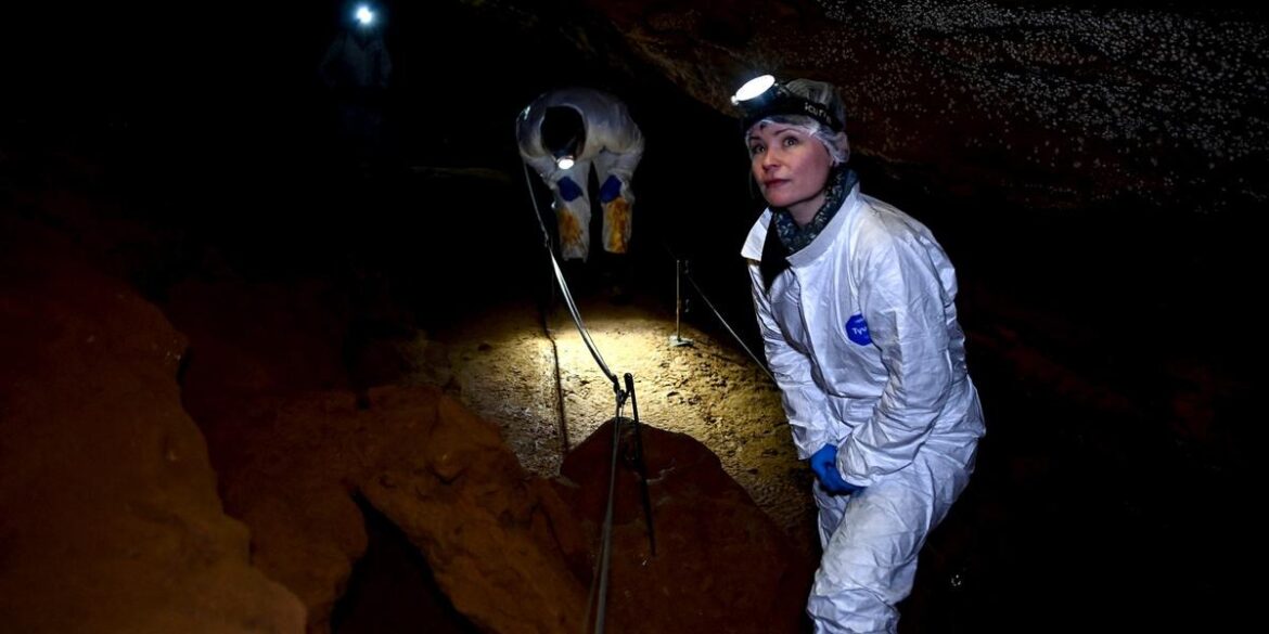 Découverte il y a vingt-cinq ans sur la commune du Buisson-de-Cadouin dans le département de la Dordogne, la grotte préhistorique de Cussac est un trésor unique qui mérite d’être admiré avec prudence.
