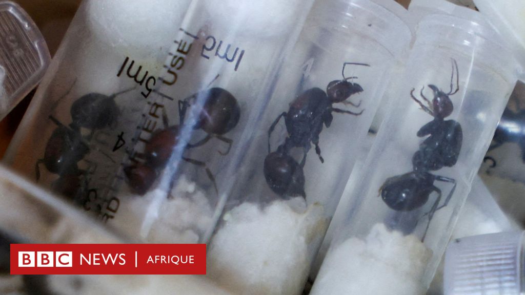Trafiquants de fourmis géantes : quatre personnes condamnées au Kenya