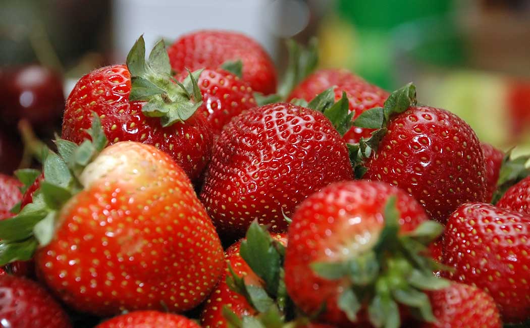 Fraise du Périgord : Un Fruit Géographiquement Protégé Continue de Thriver dans le Terroir Dordognais