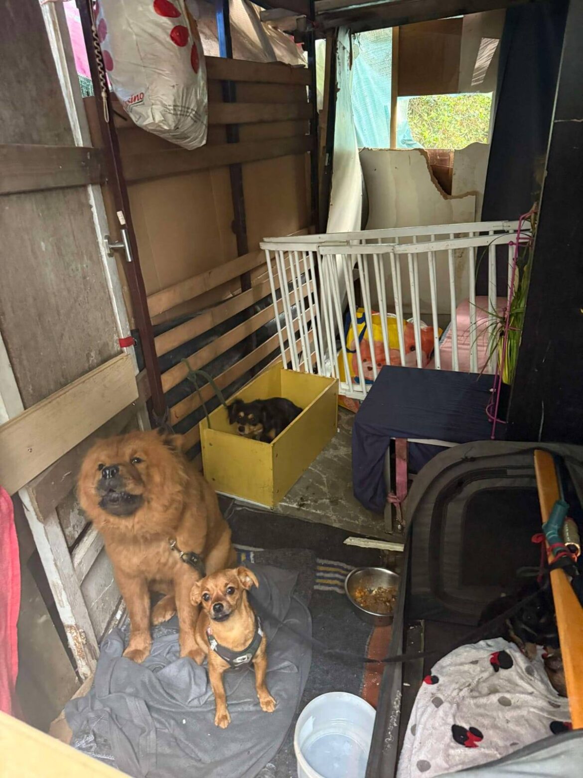Chiens drogués utilisés pour la mendicité à Nice