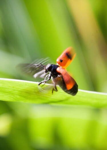 Décroissance Soudaine des Insectes Volants au Royaume-Uni : Un Déclin Inquiétant