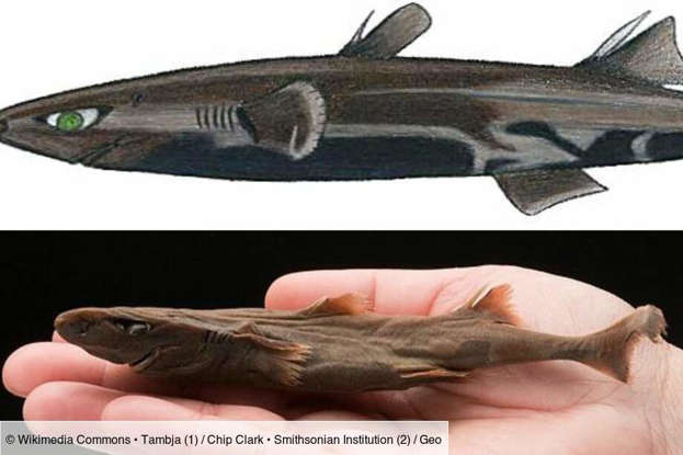Gros requin blanc capturé au large des États-Unis : Une avancée majeure pour la protection de l’espèce