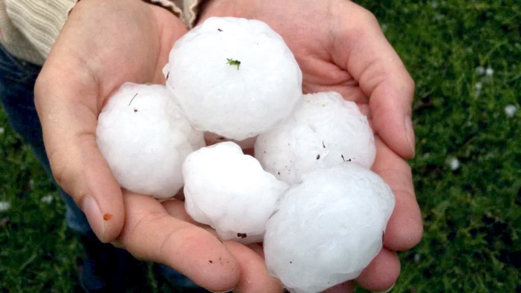 Tempête de grêle dévastatrice dans les champs de piment d’Espelette