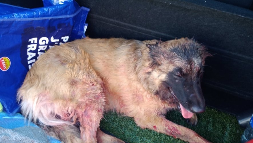 Nasdas : Des Chiens En Liberte Causer Des Attaques Sur Les Voisins À Villelongue-De-La-Salanque