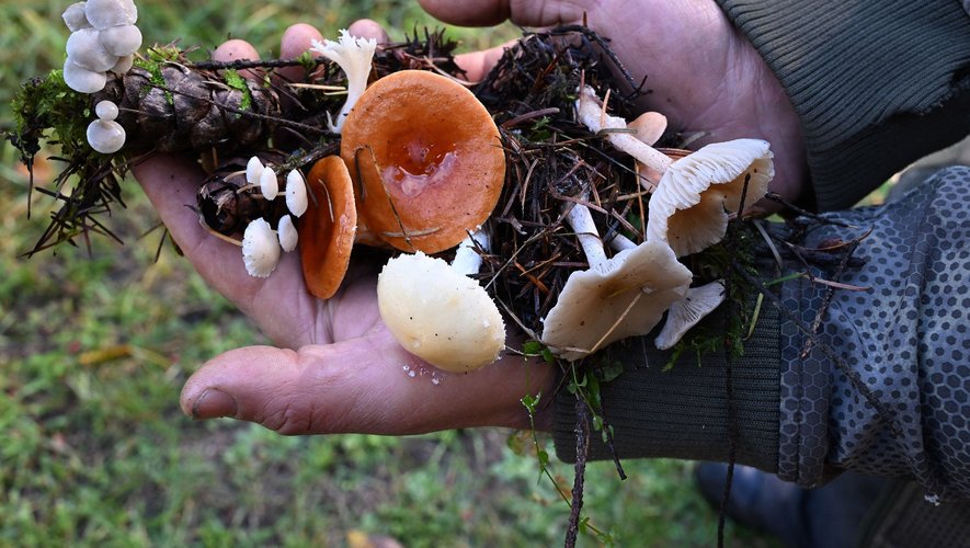 Nouvelles menaces des champignons dans un monde en mutation climatique