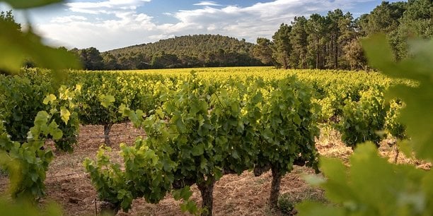 Crise dans le vin : Réduction massive des surfaces viticoles en Nouvelle-Aquitaine