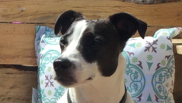 Deux Sexagénaires Se Disputent la Garde d’un Chihuahua Devant la Justice Depuis Six Ans