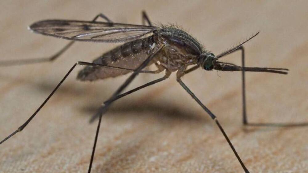 Chikungunya : l’épidémie enflamme la Réunion avec plus de 100 000 cas estimés