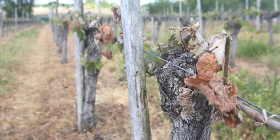 Gel Catastrophique dans les Vignobles en Avril 2017