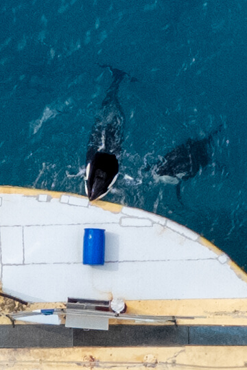 Transfert d’orques de Marineland : l’Espagne maintient son refus