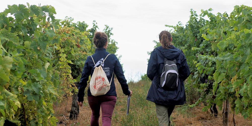 Vandalisme dans le vignoble charentais : un symbole durement touché
