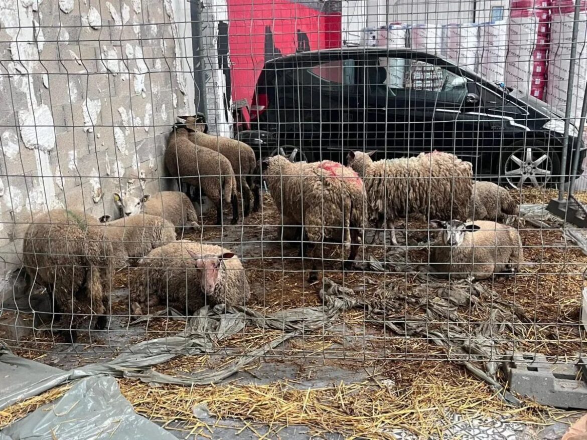 Les 15 moutons dans un bar à chicha : une situation inédite à Saint-Ouen-l’Aumône