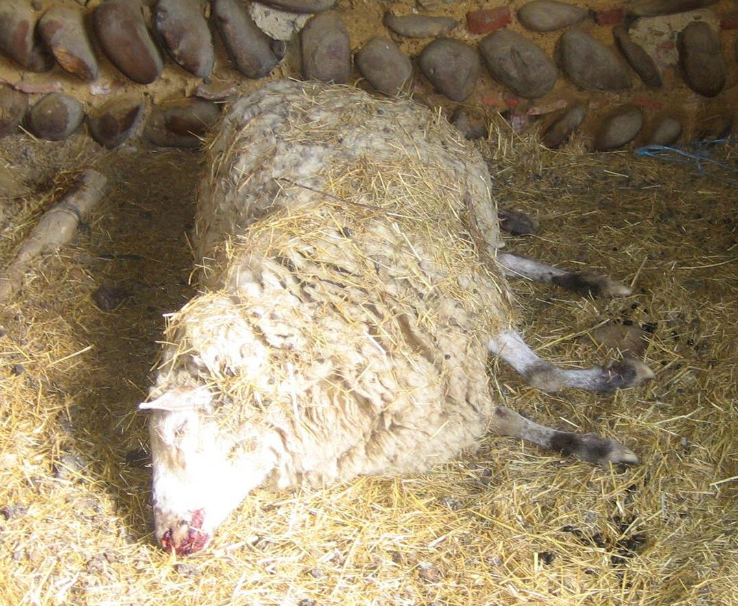 Le crime atroce d’un homme qui égorgeait des moutons en secret dans le Rhône suscite l’indignation