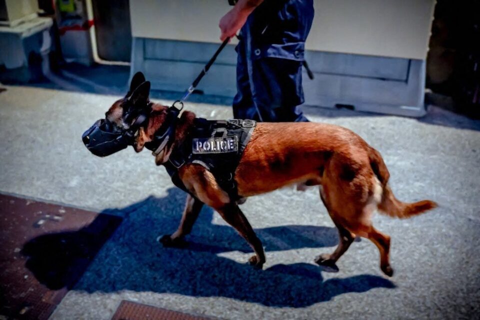 Une agression perpétrée contre un propriétaire de chien à Montpellier : une violation grave des droits humains