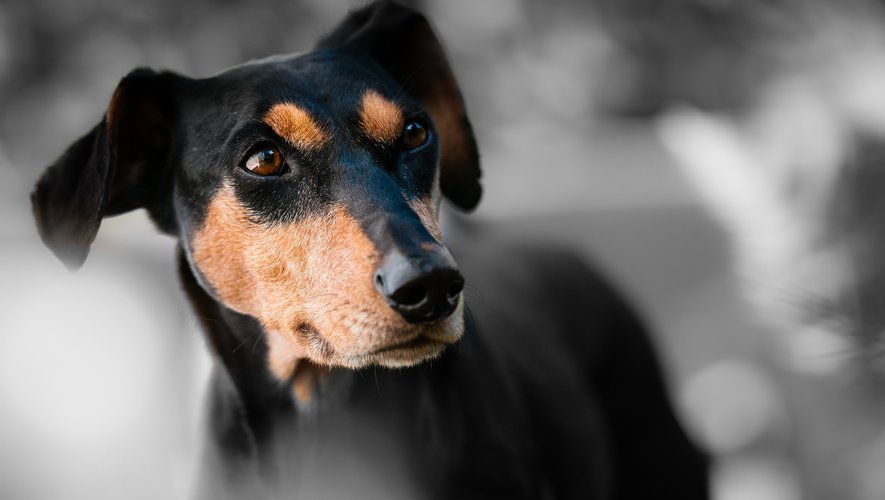 Un homme condamné à 24 mois de prison après avoir ordonné à son chien d’attaquer un passant