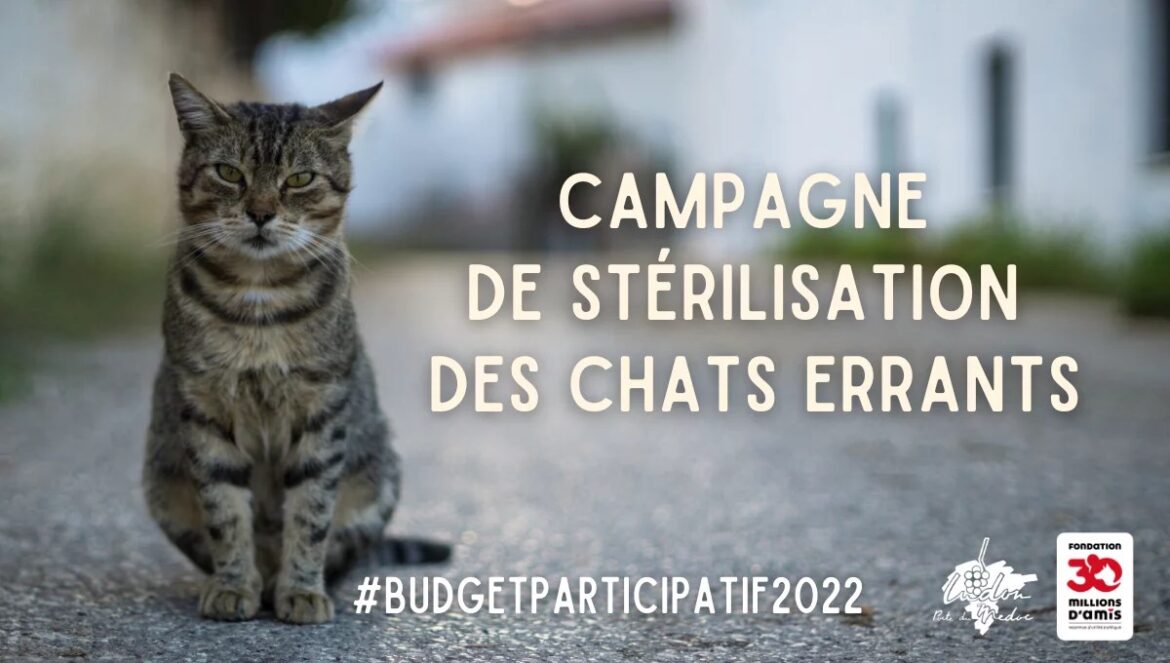 Une campagne en Flandre cible la communauté musulmane pour stériliser les chats, malgré sa résistance radicale