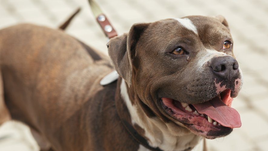 Perpignan : Des squatteurs utilisent un chien de type pitbull pour bloquer l’entrée du logement occupé
